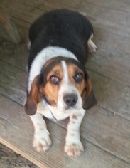 Beagle Dogs for adoption in Pottstown, PA, USA