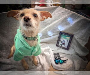 Mutt Dogs for adoption in New London, WI, USA