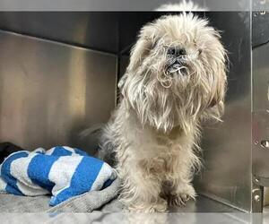 Shih Tzu Dogs for adoption in Pasadena, CA, USA