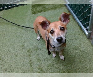 Chihuahua-Unknown Mix Dogs for adoption in Downey, CA, USA