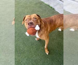 Bull-Boxer Dogs for adoption in San Francisco, CA, USA