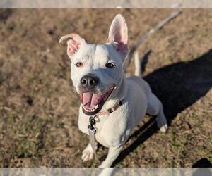 Mutt Dogs for adoption in Ocala, FL, USA