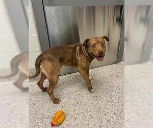 Mutt Dogs for adoption in Brighton, CO, USA