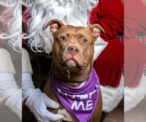 Mutt Dogs for adoption in Rockville, MD, USA