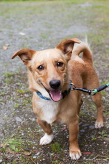 Chi-Corgi Dogs for adoption in Anchorage, AK, USA