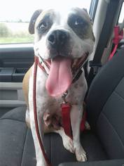American Bulldog-Unknown Mix Dogs for adoption in Lockport, IL, USA