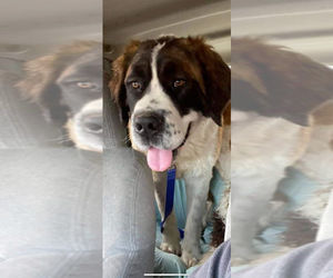 Saint Bernard Dogs for adoption in Wylie, TX, USA