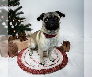 Pug Dogs for adoption in Brighton, CO, USA