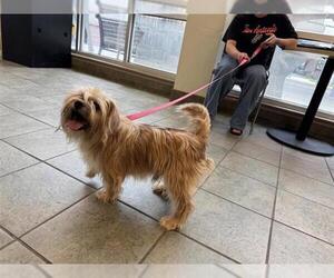 Shih Tzu-Unknown Mix Dogs for adoption in San Antonio, TX, USA