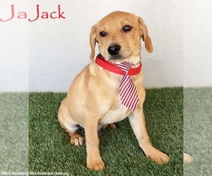 Labbe Dogs for adoption in San Diego, CA, USA