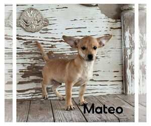 Chihuahua-Unknown Mix Dogs for adoption in Jefferson, NJ, USA