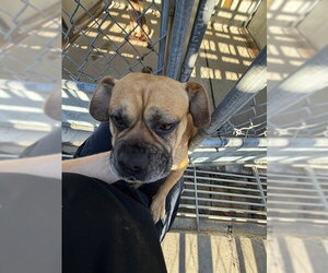 Pug-Unknown Mix Dogs for adoption in Stockton, CA, USA