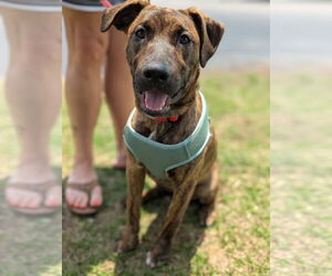 Mastador Dogs for adoption in Holly Springs, NC, USA