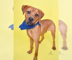 Labrador Retriever-Redbone Coonhound Mix Dogs for adoption in Forestville, MD, USA