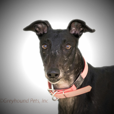 Small Greyhound