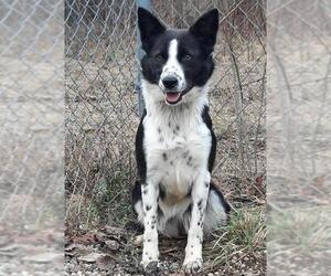 Border Collie Dogs for adoption in Lake City, MI, USA