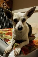 Medium Photo #1 Dachshund-Jack Russell Terrier Mix Puppy For Sale in Phoenix, AZ, USA