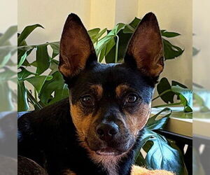 Mutt Dogs for adoption in Canton, CT, USA