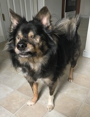 Keeshond-Unknown Mix Dogs for adoption in O Fallon, MO, USA