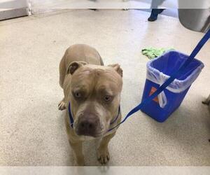 American Pit Bull Terrier Dogs for adoption in Riverside, CA, USA