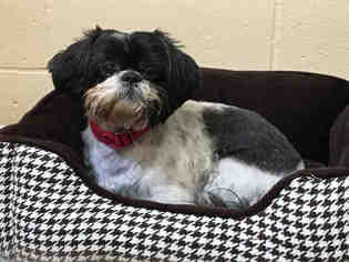 Shih Tzu Dogs for adoption in Center Township, PA, USA