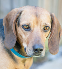 Beagle Dogs for adoption in Versailles, KY, USA