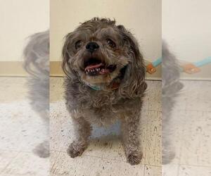 Shih Tzu Dogs for adoption in New York, NY, USA