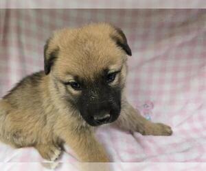 German Shepherd Dog-Unknown Mix Dogs for adoption in HESPERIA, CA, USA