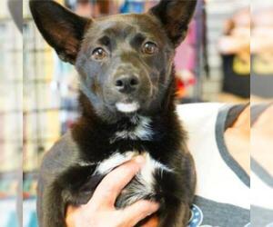 Schipperke Dogs for adoption in Woodside, NY, USA