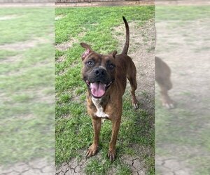 Bullboxer Pit Dogs for adoption in Plano, TX, USA