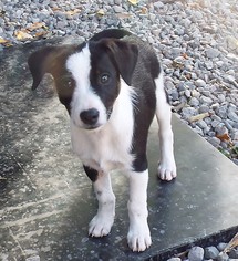 Border Collie-Unknown Mix Dogs for adoption in Perry, NY, USA