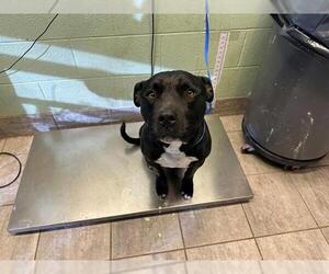 American Staffordshire Terrier-Unknown Mix Dogs for adoption in Grand Prairie, TX, USA