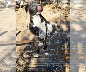 American Staffordshire Terrier-Unknown Mix Dogs for adoption in San Antonio, TX, USA