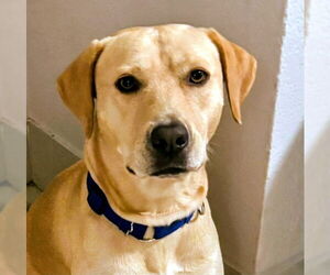 Mutt Dogs for adoption in Oakland Park, FL, USA