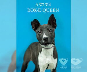 Labrador Retriever-Unknown Mix Dogs for adoption in Stockton, CA, USA