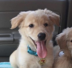 Australian Retriever Dogs for adoption in Wakefield, RI, USA