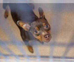 Miniature Pinscher Dogs for adoption in Martinez, CA, USA
