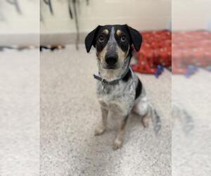 Mutt Dogs for adoption in Brighton, CO, USA