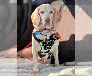 Beagle Dogs for adoption in Dunnellon, FL, USA