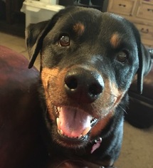 Rottweiler-Unknown Mix Dogs for adoption in Forreston, TX, USA