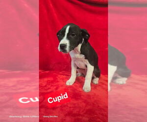 Labrador Retriever-Unknown Mix Dogs for adoption in Foristell, MO, USA