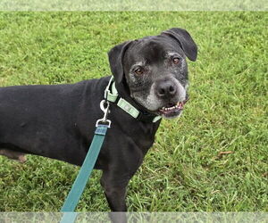 Labrador Retriever-Unknown Mix Dogs for adoption in Millersville, MD, USA