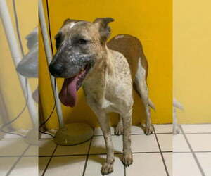 Mutt Dogs for adoption in Brewster, NY, USA