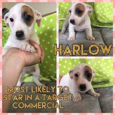 Rat Terrier Dogs for adoption in Sylmar, CA, USA