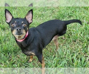 Chipin Dogs for adoption in Austin, TX, USA