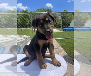 German Shepherd Dog-Treeing Walker Coonhound Mix Dogs for adoption in Bolivar, MO, USA