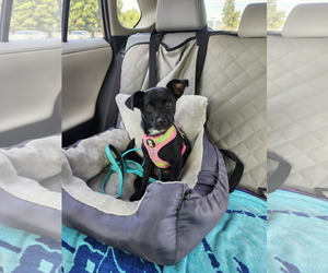 Chihuahua-Unknown Mix Dogs for adoption in Yuba City, CA, USA