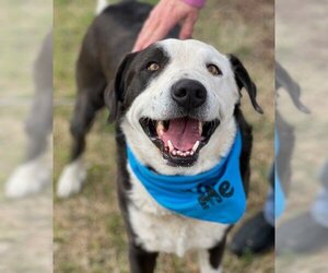 Borador Dogs for adoption in Phoenix, AZ, USA