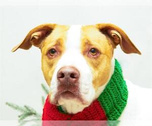 Boxer-Unknown Mix Dogs for adoption in Sanford, FL, USA