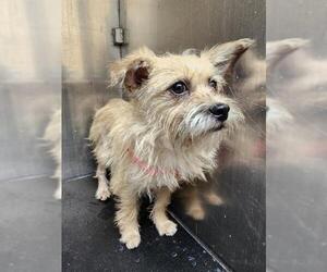 Mutt Dogs for adoption in San Antonio, TX, USA